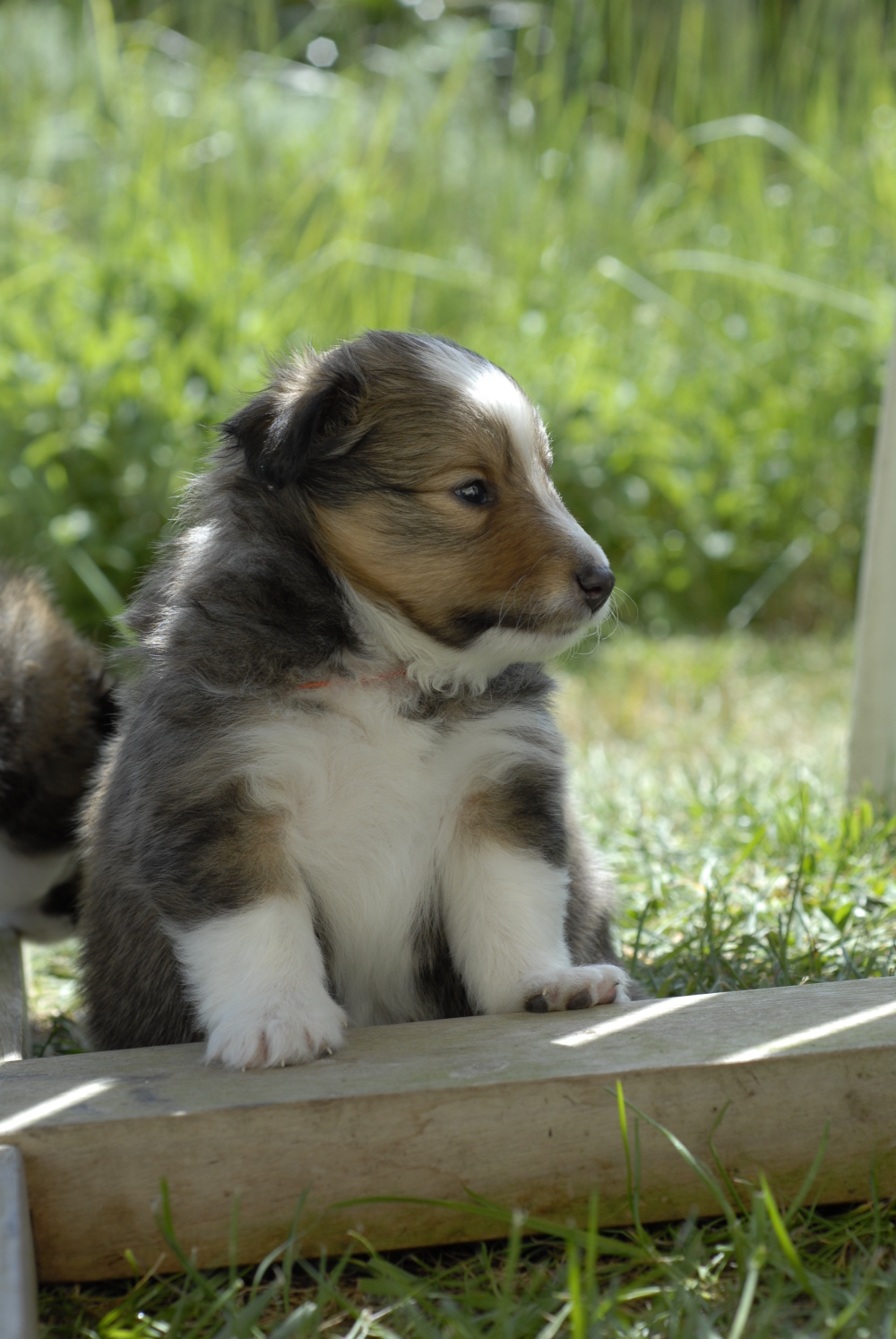 22 mai, Fandzy sous la table de jardin.